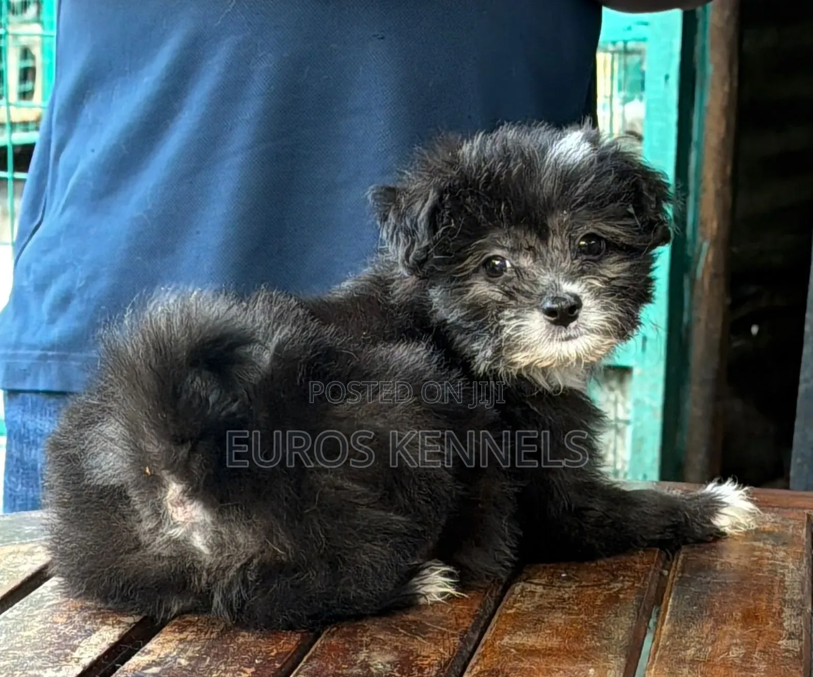 1-3 months Male Purebred Havanese