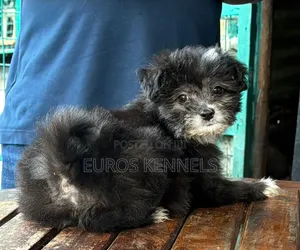 1-3 months Male Purebred Havanese