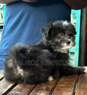 1-3 months Male Purebred Havanese
