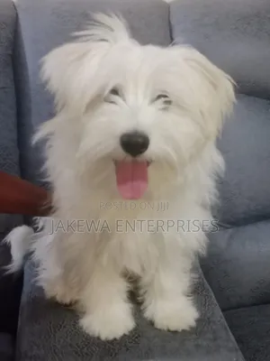 1+ year Male Purebred Havanese