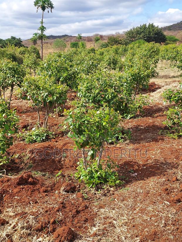 20 Acres Of Miraa In Mbeere South.