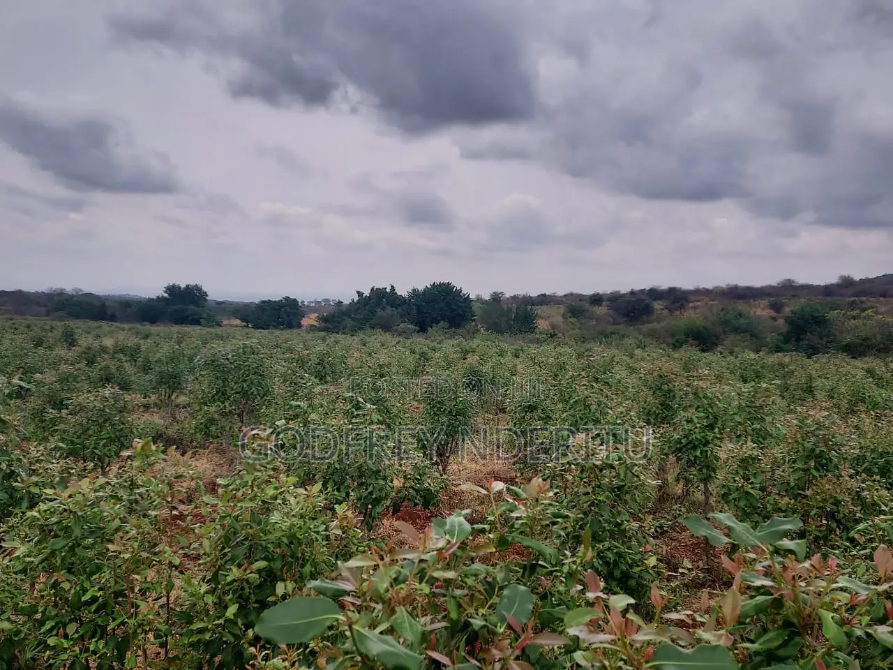 20 Acres of Miraa in Mbeere South.