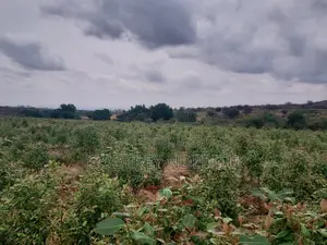 20 Acres of Miraa in Mbeere South.