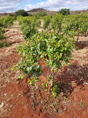 20 Acres of Miraa in Mbeere South.