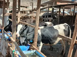 Dairy Cows
