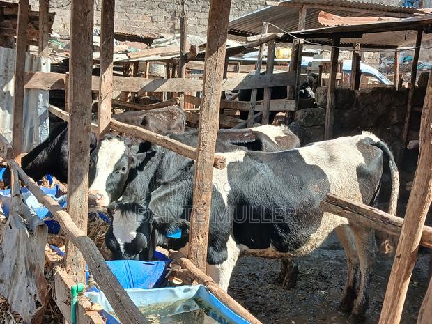 Dairy Cows