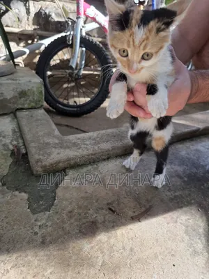 0-1 month Female Mixed Breed American Shorthair