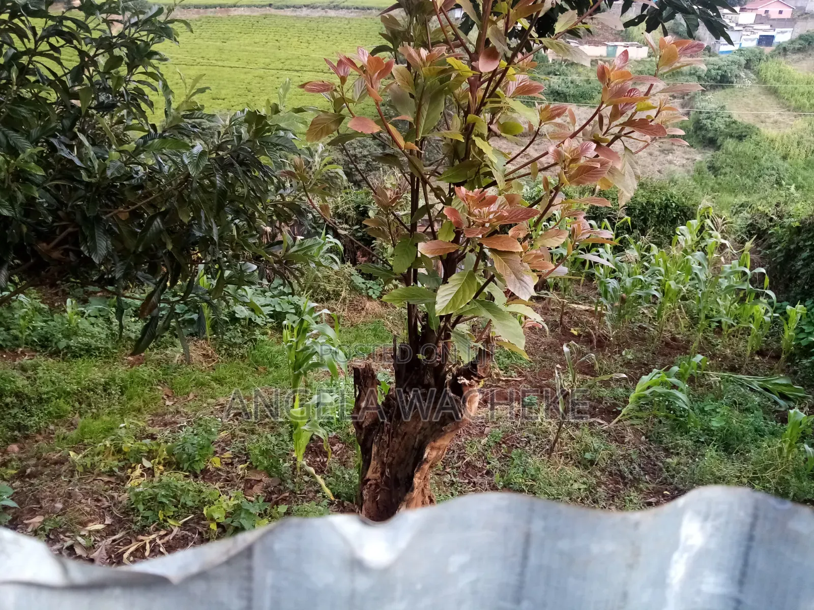 3bdrm Bungalow in Karanjee, Ndeiya for sale