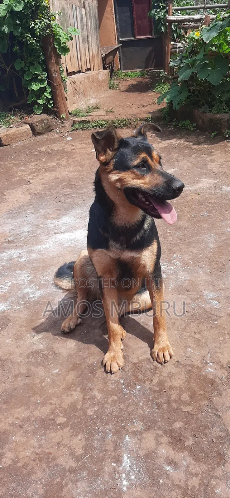 6-12 months Female Mixed Breed German Shepherd