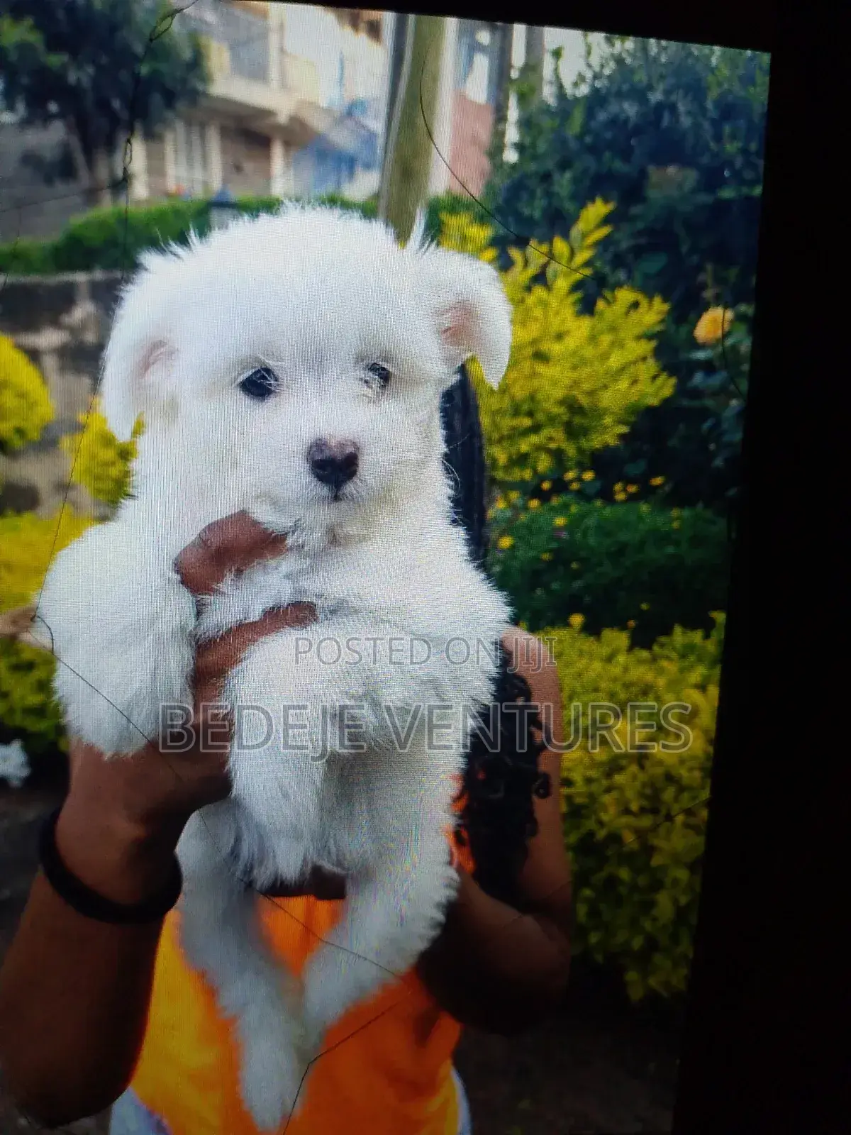 1-3 months Female Purebred Maltese