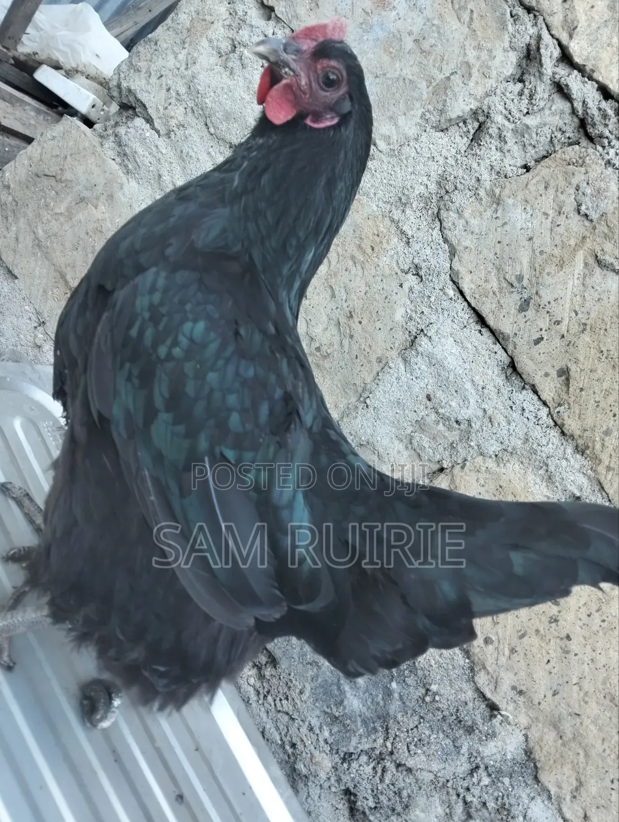 Improved Kienyeji Chicken