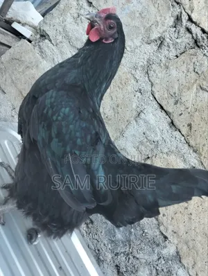 Improved Kienyeji Chicken