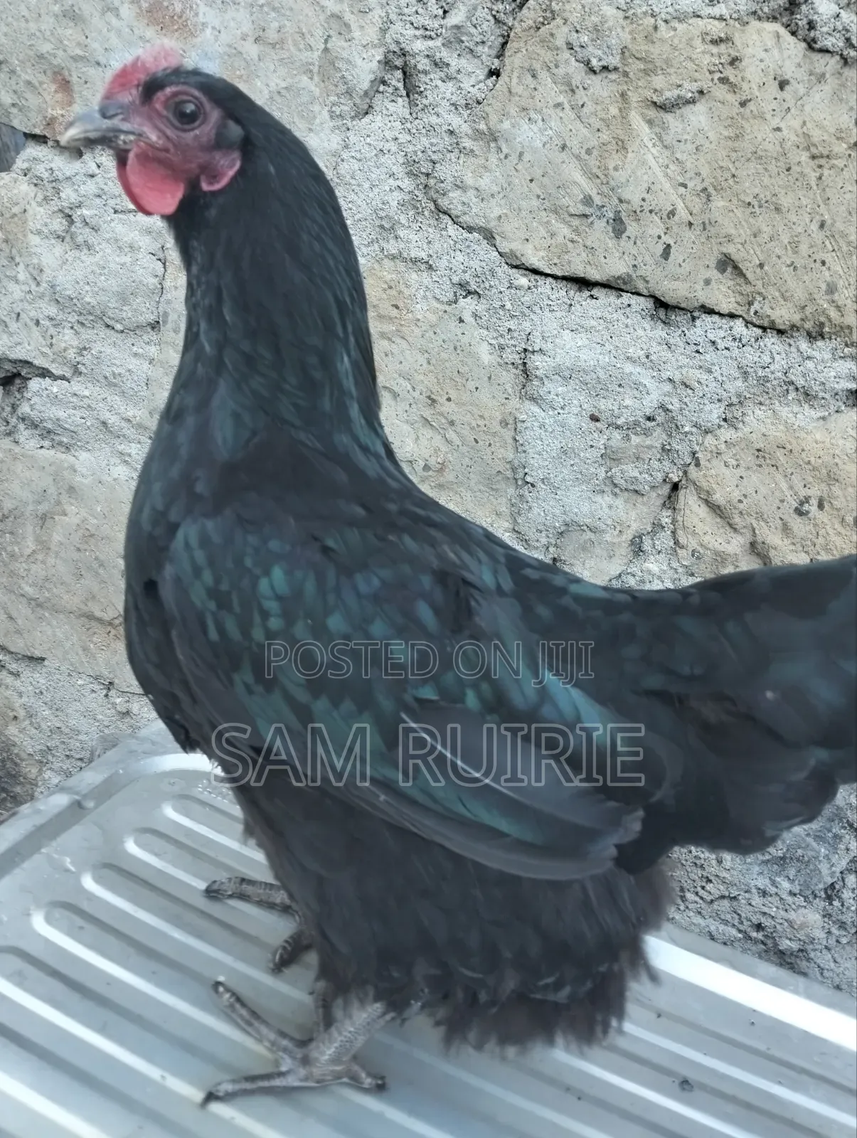 Improved Kienyeji Chicken