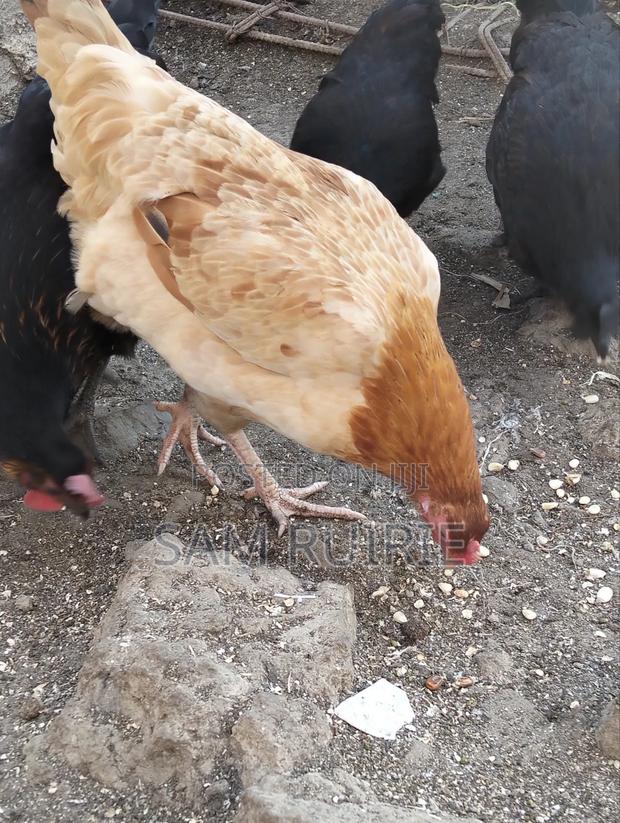 Improved Kienyeji Chicken - thumbnail 3