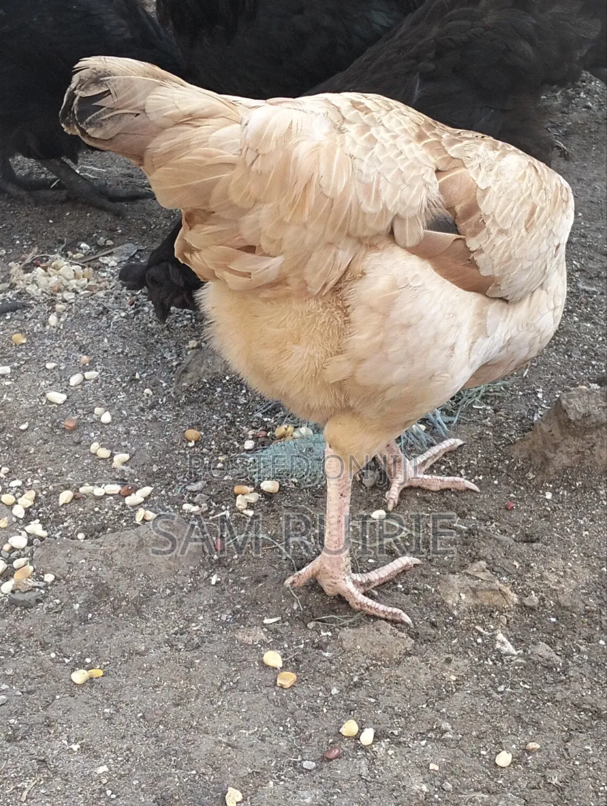 Improved Kienyeji Chicken