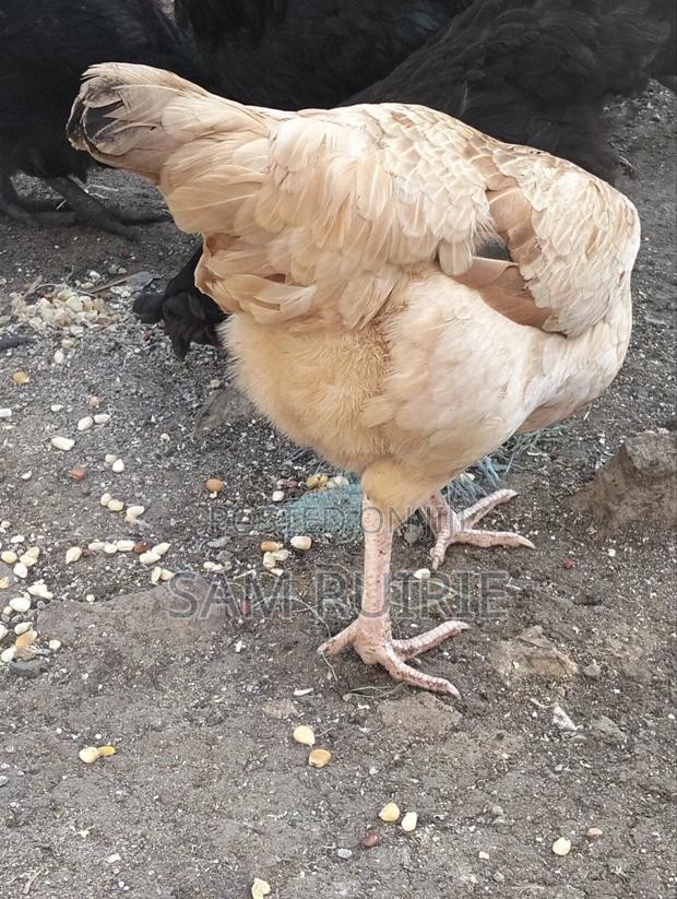 Improved Kienyeji Chicken - thumbnail 4