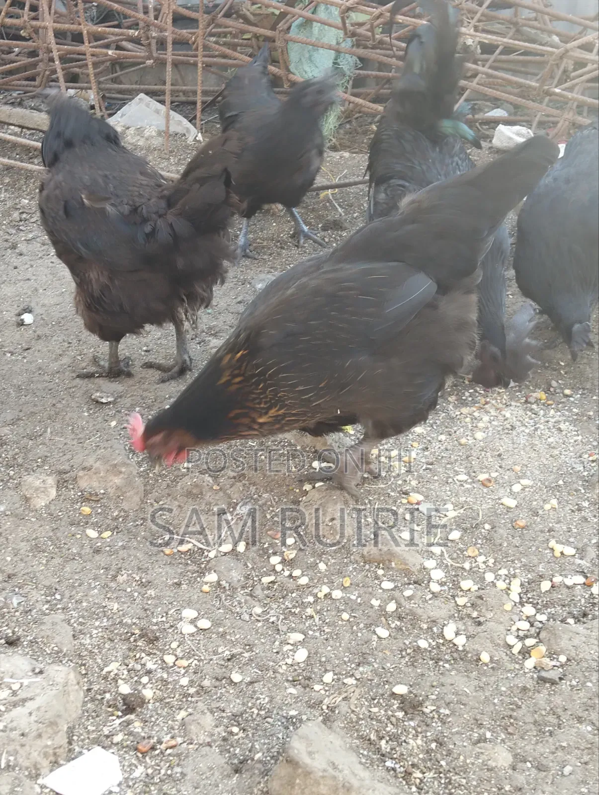 Improved Kienyeji Chicken