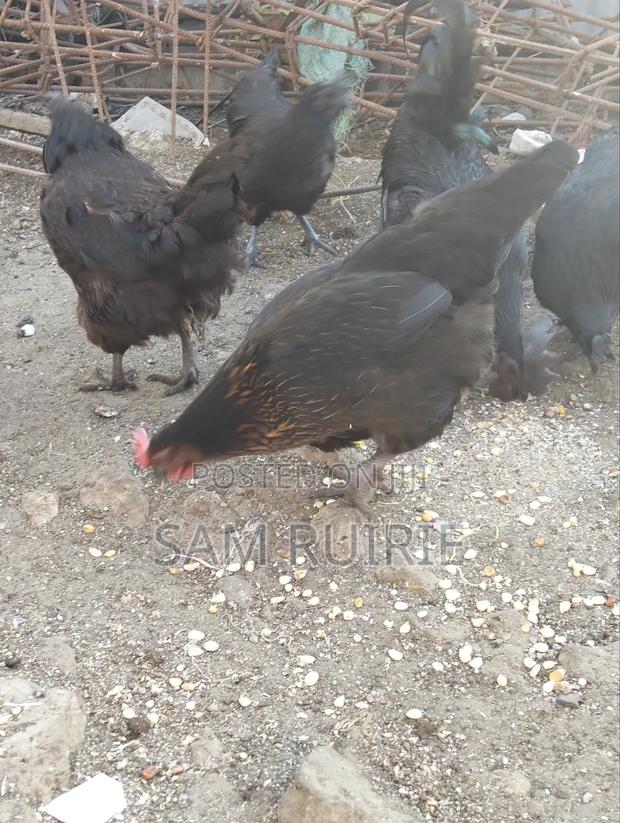 Improved Kienyeji Chicken - thumbnail 5