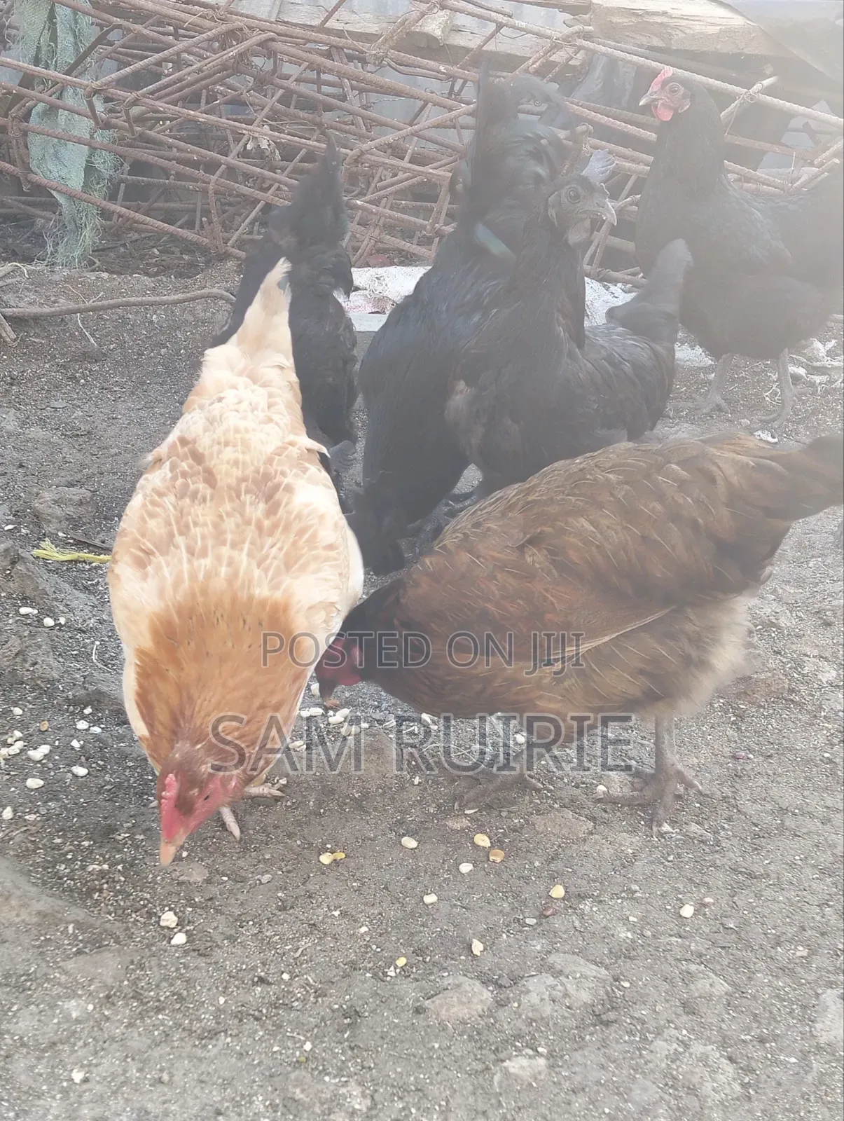 Improved Kienyeji Chicken