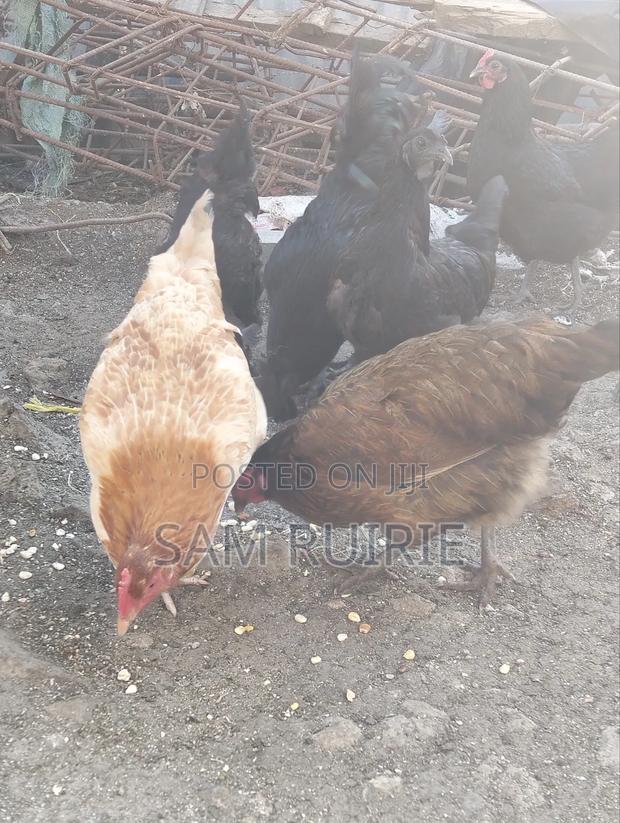 Improved Kienyeji Chicken - thumbnail 6