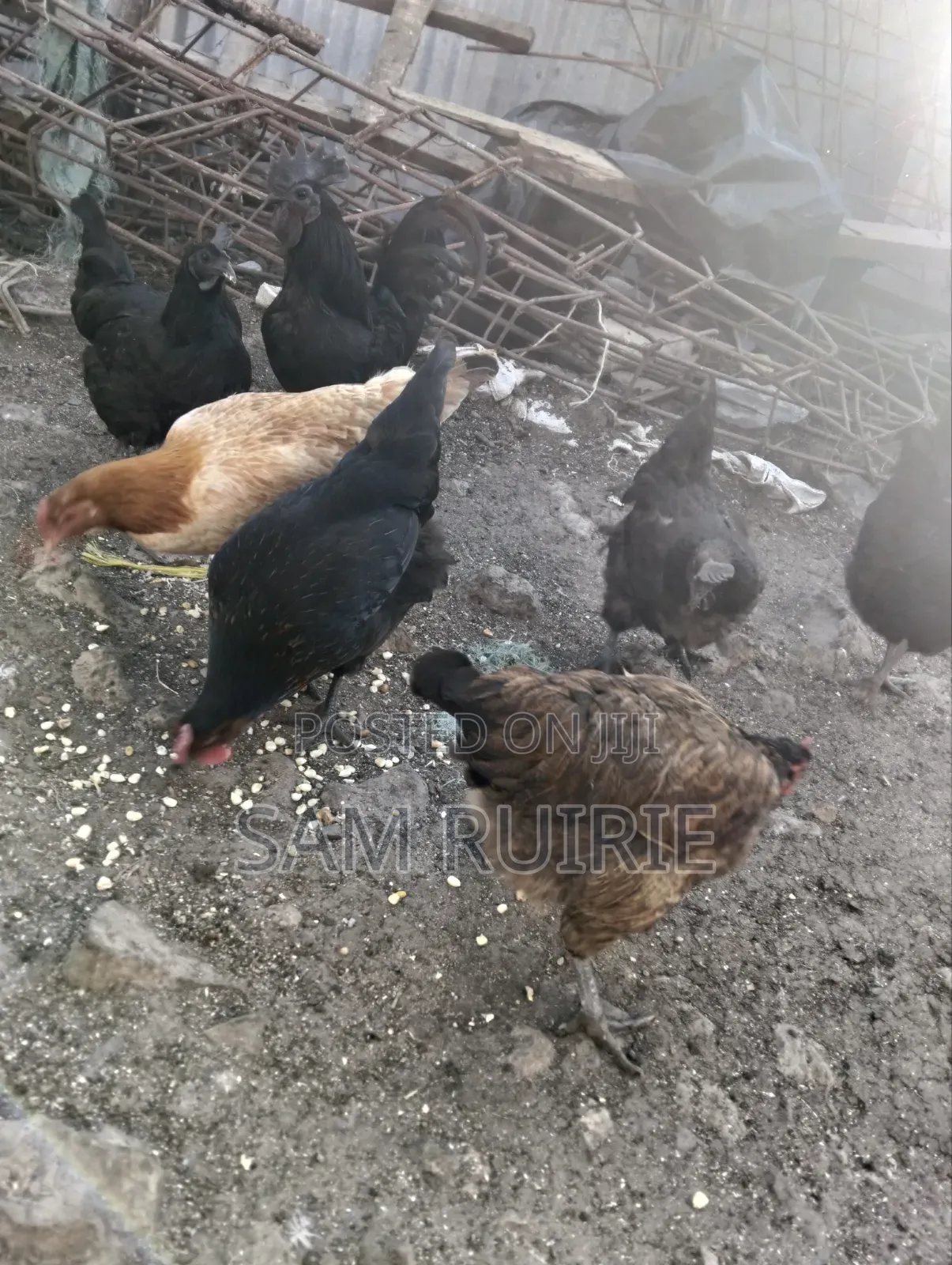 Improved Kienyeji Chicken