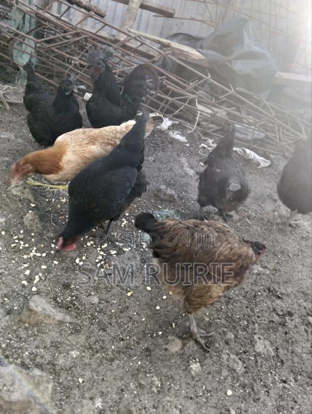 Improved Kienyeji Chicken - thumbnail 7