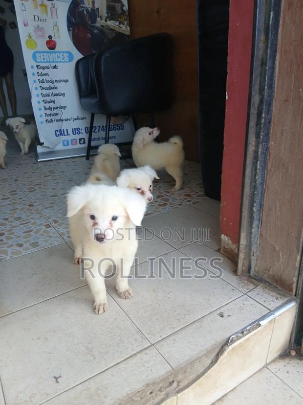 3-6 months Female Purebred Japanese Spitz