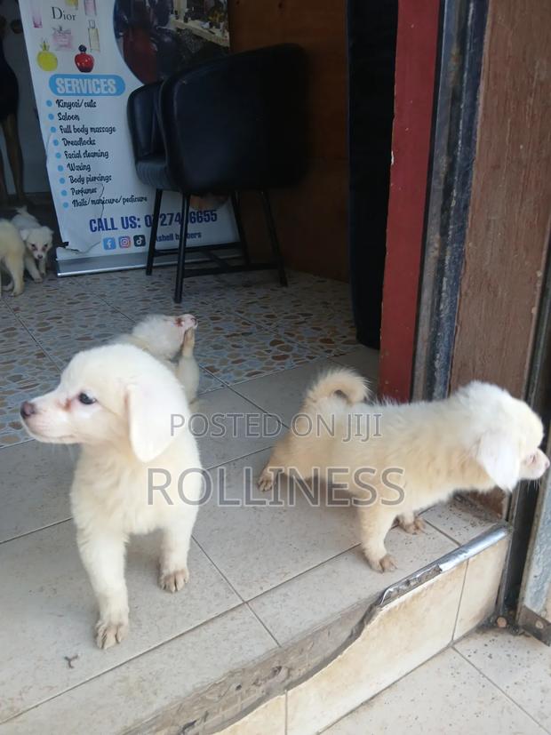3-6 months Female Purebred Japanese Spitz - thumbnail 2