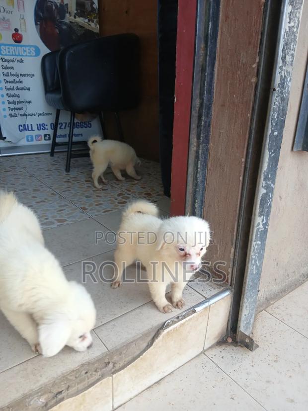 3-6 months Female Purebred Japanese Spitz - thumbnail 3