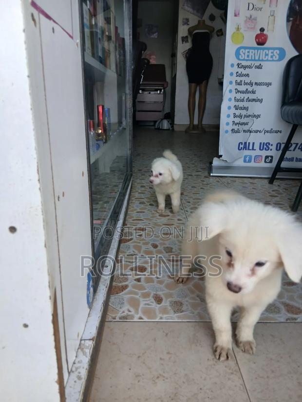 3-6 months Female Purebred Japanese Spitz - thumbnail 4