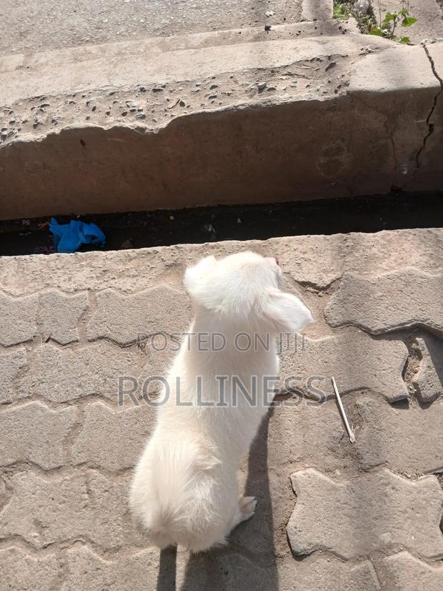 3-6 months Female Purebred Japanese Spitz - thumbnail 5