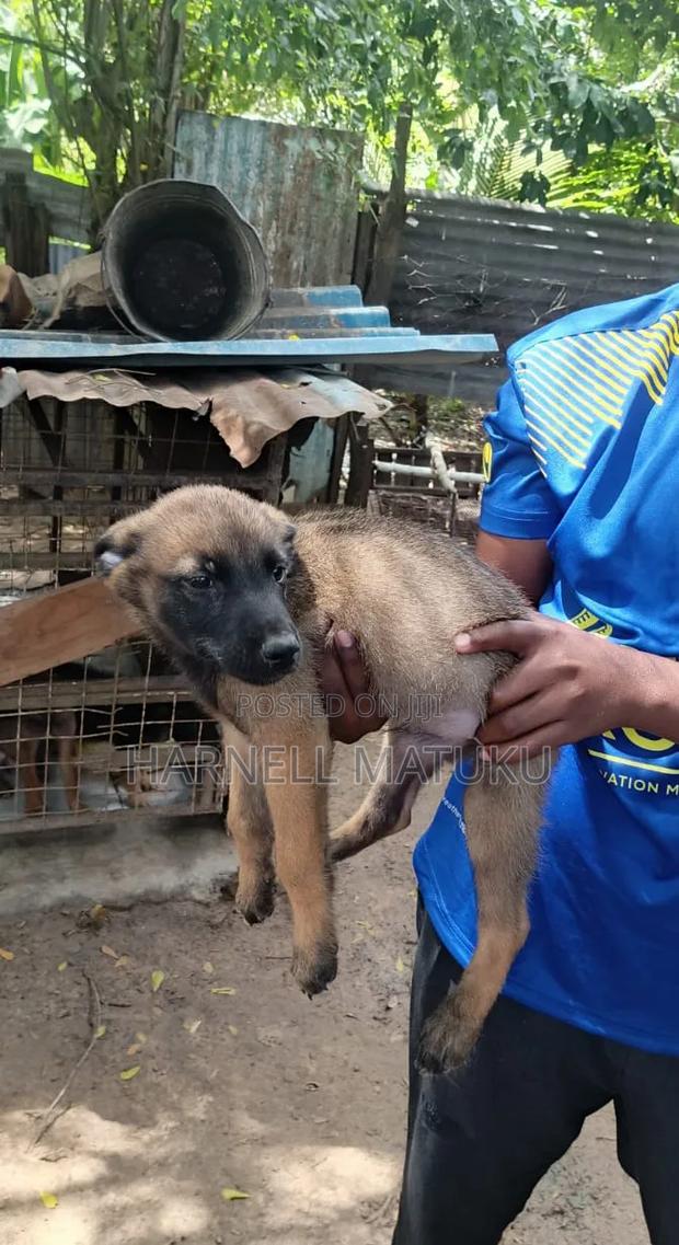 1-3 months Male Purebred Belgian Malinois