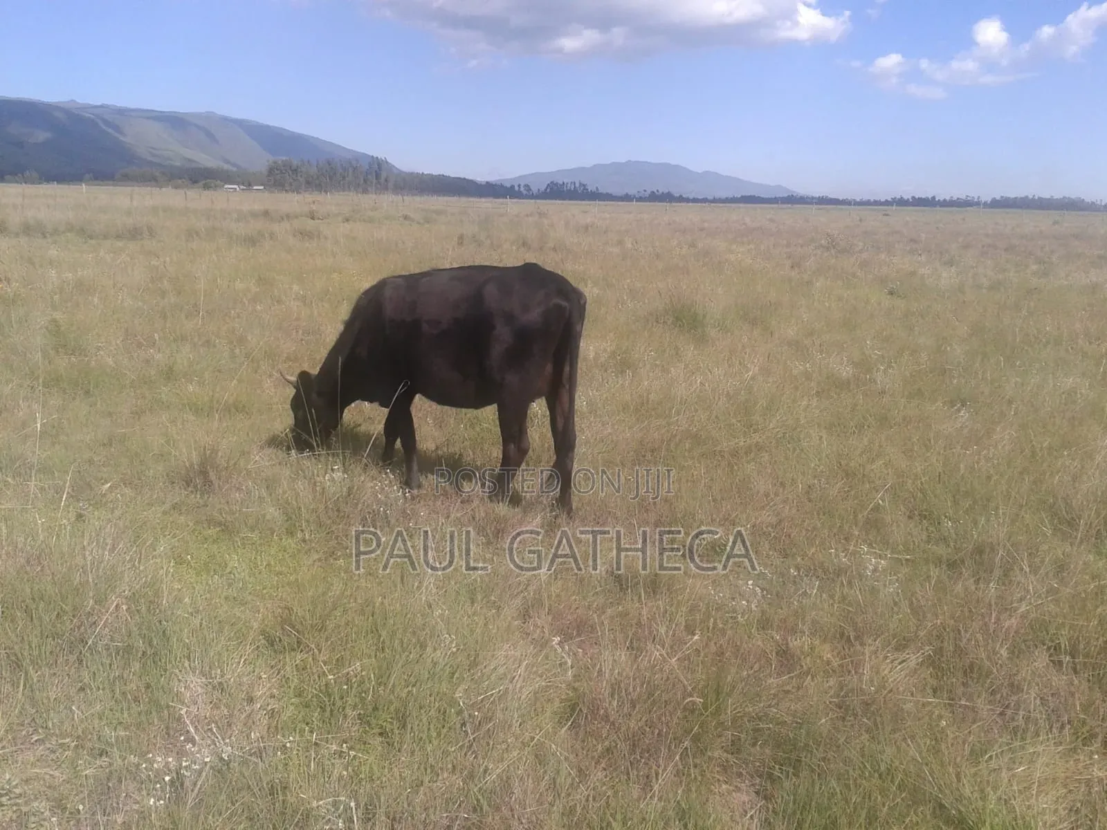 Agricultural Land for Sale