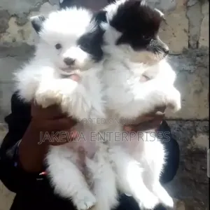 1-3 months Male Purebred Havanese