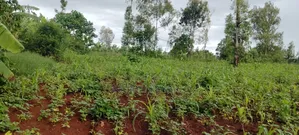 50 by 100(1⁄8) Plot for Sale in Kirinyaga Riagicheru