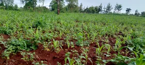50 by 100(1⁄8) Plot for Sale in Kirinyaga Riagicheru