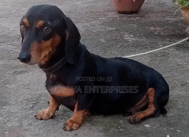 6-12 months Male Purebred Dachshund