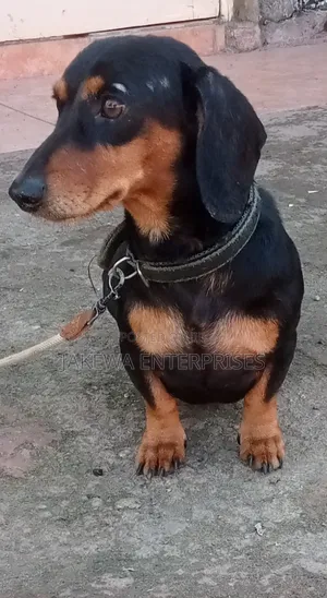 6-12 months Male Purebred Dachshund