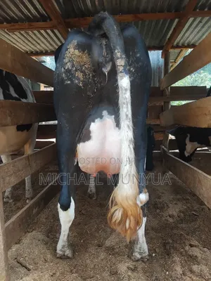 Freishain Cow