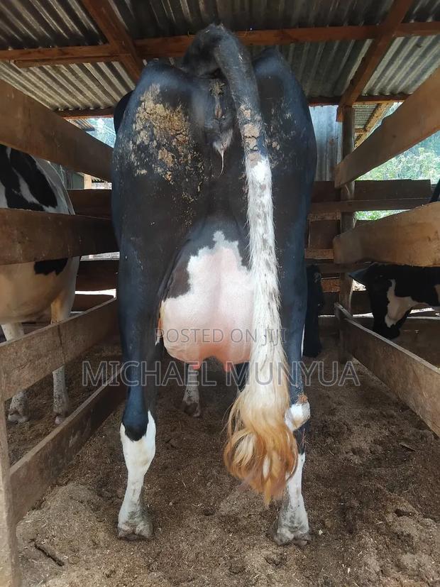 Freishain Cow