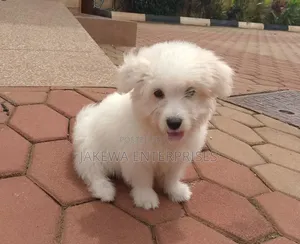 1-3 months Male Purebred Havanese
