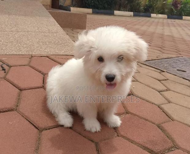 1-3 months Male Purebred Havanese