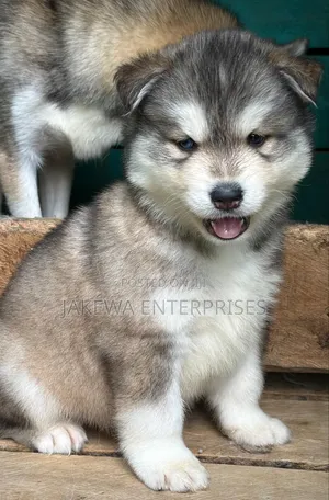 1-3 months Male Purebred Siberian Husky