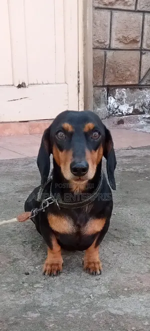 6-12 months Male Purebred Dachshund