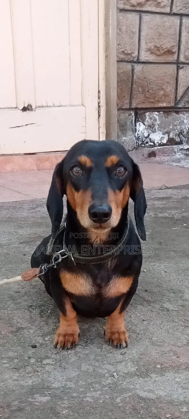 6-12 months Male Purebred Dachshund