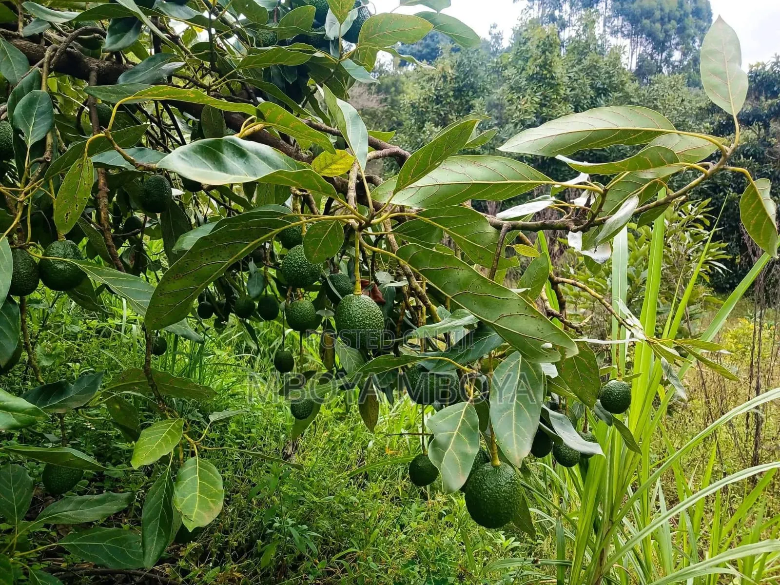 Prime 1 Acre Land for Sale in Ngong Road