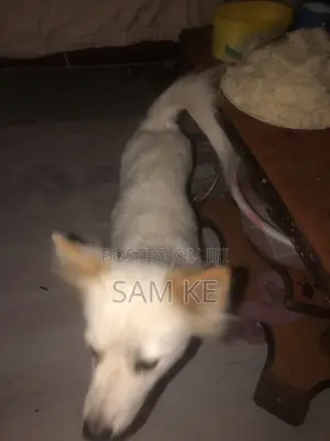 3-6 months Female Purebred Chihuahua