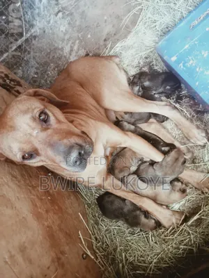 0-1 month Male Mixed Breed Boerboel