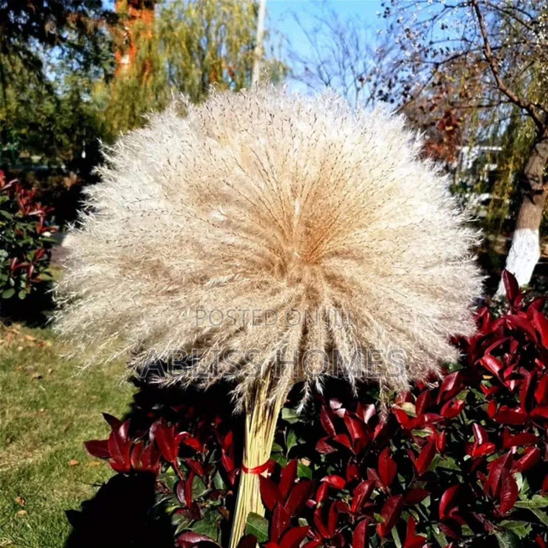Natural Dried Reed Decorative Mini Pampas Grass