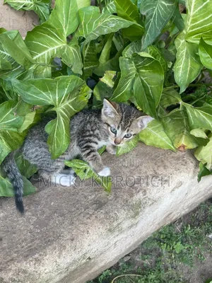 1-3 months Male Purebred American Shorthair